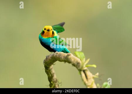 Tanager multicolore Foto Stock
