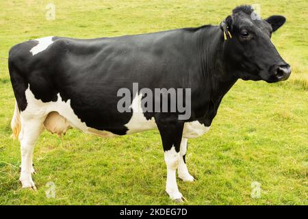 Primo piano di una fine vacca frisiana di Holstein, bianca e nera, che si affaccia direttamente in un prato verde, Yorkshire Dales, Regno Unito. Orizzontale. Spazio per la copia Foto Stock