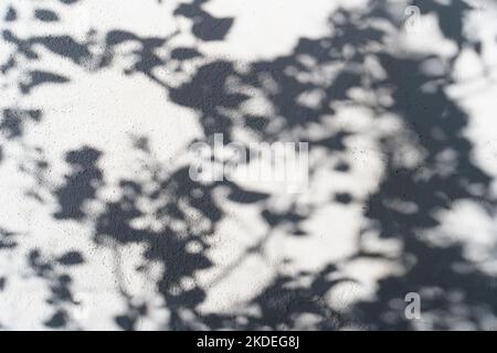 Effetto di sovrapposizione delle ombre per la foto. Ombre da foglie di alberi e rami tropicali su una parete bianca alla luce del sole. Foto di alta qualità Foto Stock