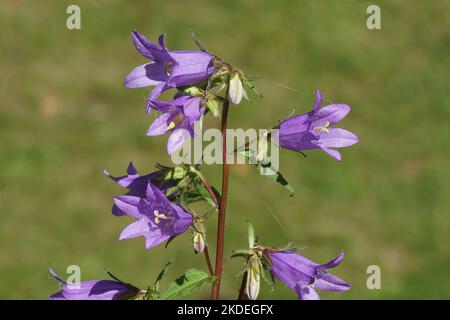 Primo piano fioritura di Bellflower con foglie di ortica (Campanula trachelio). Famiglia Bellflower (Campanulaceae). Sbiadito giardino olandese sullo sfondo. Luglio Foto Stock