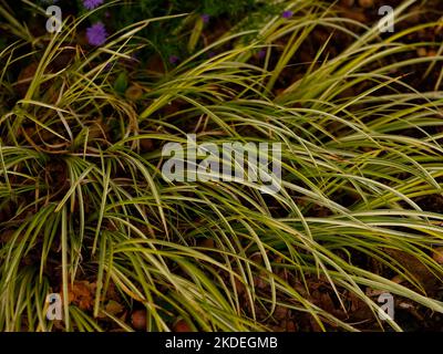 Primo piano delle foglie variegate arcuate dell'ogon erbaceo perenne erbaceo sempreverde a crescita bassa. Foto Stock