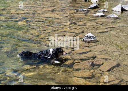 Il cane pastore nuota in un piccolo lago Foto Stock