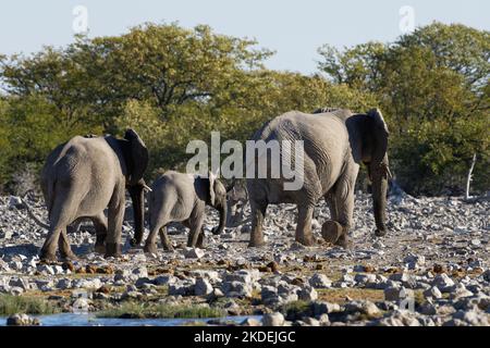 Elefanti africani del cespuglio (Loxodonta africana), madre con vitelli che lasciano il bacino, Parco Nazionale Etosha, Namibia, Africa Foto Stock