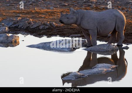 Rinoceronte nero (Diceros bicornis), giovane, che riflette nell'acqua, in piedi alla buca d'acqua, luce serale, Parco Nazionale Etosha, Namibia, Africa Foto Stock