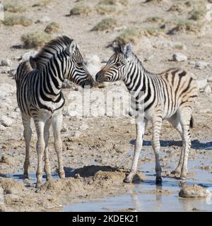 Zebre di Burchell (Equus quagga burchellii), due zebre che si erodono alla buca d'acqua, naso a naso, Parco Nazionale di Etosha, Namibia, Africa Foto Stock