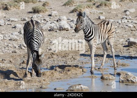 Zebre di Burchell (Equus quagga burchellii), due zebre alla buca d'acqua, un drink, Etosha National Park, Namibia, Africa Foto Stock
