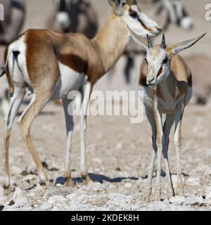 Springboks (Antidorcas marsupialis), maschio adulto con giovane in piedi presso il bacino idrico, Etosha National Park, Namibia, Africa Foto Stock