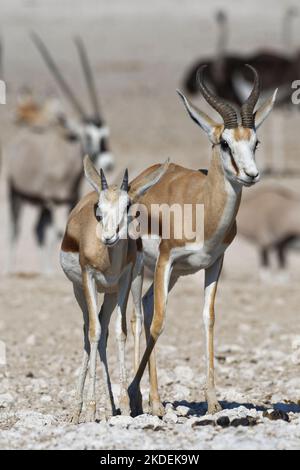 Springboks (Antidorcas marsupialis), maschio adulto con giovane in piedi presso il bacino idrico, Etosha National Park, Namibia, Africa Foto Stock