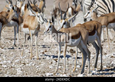 Springboks (Antidorcas marsupialis), mandria, femmina adulta con giovani, uno accanto all'altro, in piedi presso il pozzo d'acqua, Etosha National Park, Namibia, Africa Foto Stock