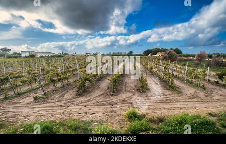 Campi vinicoli tra Marsala e Trapani in Sicilia Foto Stock