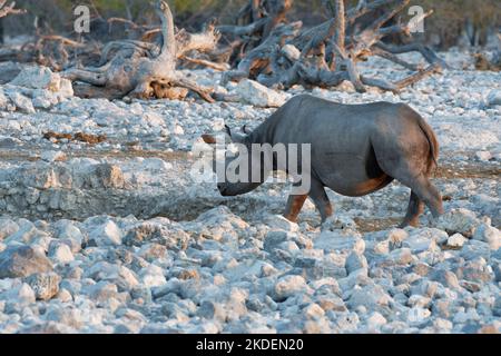 Rinoceronte nero (Diceros bicornis) con corna segate, misura anti-bracconaggio, adulto che cammina verso la buca d'acqua, luce notturna, Etosha NP, Namibia, Foto Stock