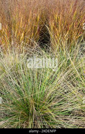 Atlas Fescue, Festuca mairei, grumi, Fescue, perenne, Erbaceo, erbe, sfondo, Panicum virgatum Foto Stock