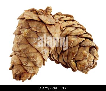 cono di cedro-pino isolato su fondo bianco, percorso di ritaglio, profondità di campo completa Foto Stock