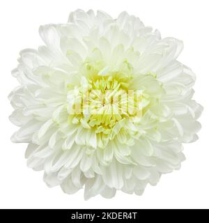 Fiore di crisantemo, isolato su sfondo bianco, percorso di ritaglio, profondità di campo piena Foto Stock