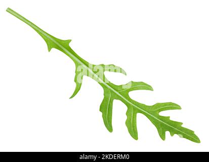 Rucola, razzo, eruca, rucola, isolata su fondo bianco, percorso di ritaglio, profondità di campo piena Foto Stock