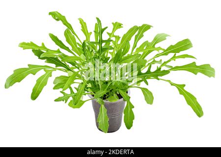 La rucola cresce in pentola, isolata su sfondo bianco, tracciato di ritaglio, profondità di campo completa Foto Stock