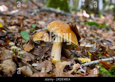 CEP o funghi Boletus che crescono tra le foglie autunnali marroni nella foresta, chiamato anche Boletus edulis o Steinpilz Foto Stock