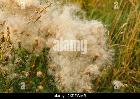 Arvense di Cirsium. Campo con cardo strisciante sbiadito. Fiori selvatici nel campo. Cardo strisciante con teste di semi soffici Foto Stock