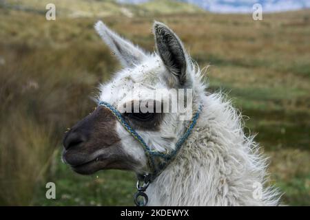 Alpaca giovanile nelle Ande, Ecuador Foto Stock