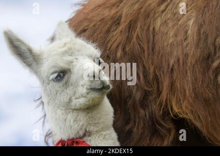 Alpaca giovanile nelle Ande, Ecuador Foto Stock