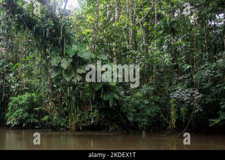 Trasporto fluviale nella foresta pluviale amazzonica ecuadoriana fotografato presso la riserva Cuyabeno Ecuador Foto Stock