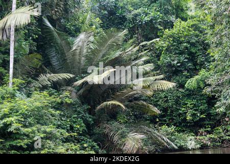 Trasporto fluviale nella foresta pluviale amazzonica ecuadoriana fotografato presso la riserva Cuyabeno Ecuador Foto Stock