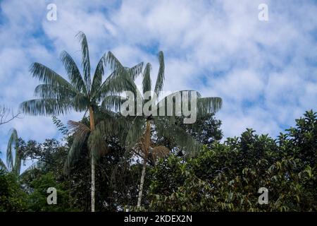 Trasporto fluviale nella foresta pluviale amazzonica ecuadoriana fotografato presso la riserva Cuyabeno Ecuador Foto Stock