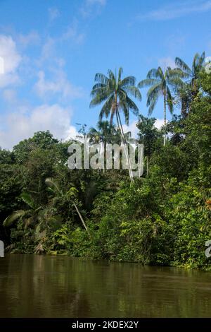 Trasporto fluviale nella foresta pluviale amazzonica ecuadoriana fotografato presso la riserva Cuyabeno Ecuador Foto Stock