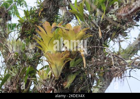 Wild Orchid, foresta pluviale amazzonica ecuadoriana fotografata presso la riserva Cuyabeno Ecuador Foto Stock