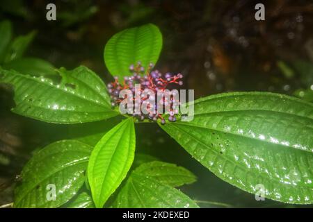 Pianta amazzonica Equadoriana foresta amazzonica fotografata presso la riserva Cuyabeno Ecuador Foto Stock