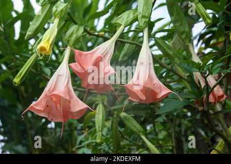 Piante nella foresta amazzonica ecuadoriana fotografate presso la riserva Cuyabeno Ecuador Foto Stock