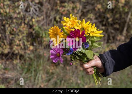 Mano femminile che tiene un mazzo di fiori autunnali appena raccolti Foto Stock