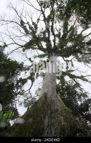 Un grande albero nella foresta amazzonica ecuadoriana fotografato alla riserva Cuyabeno Ecuador Foto Stock