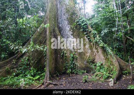 Un grande albero nella foresta amazzonica ecuadoriana fotografato presso la riserva Cuyabeno Ecuador Foto Stock