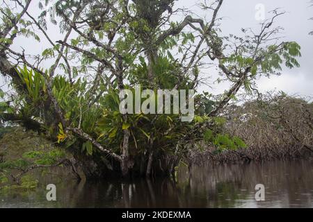 Un grande albero nella foresta amazzonica ecuadoriana fotografato presso la riserva Cuyabeno Ecuador Foto Stock