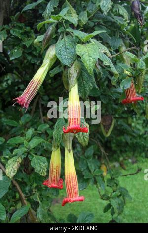 Piante nella foresta amazzonica ecuadoriana fotografate presso la riserva Cuyabeno Ecuador Foto Stock