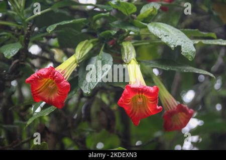 Piante nella foresta amazzonica ecuadoriana fotografate presso la riserva Cuyabeno Ecuador Foto Stock