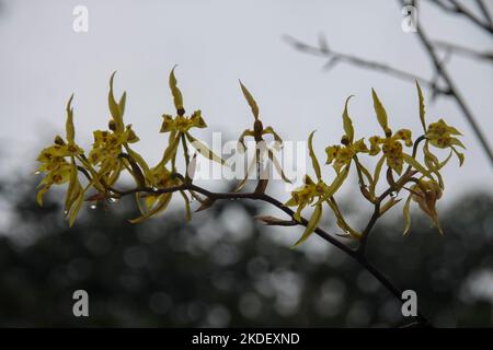 Piante nella foresta amazzonica ecuadoriana fotografate presso la riserva Cuyabeno Ecuador Foto Stock