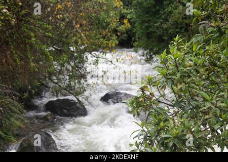 Un flusso di acqua frusciante nella foresta pluviale amazzonica ecuadoriana fotografato presso la riserva Cuyabeno Ecuador Foto Stock