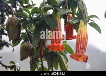 Piante nella foresta amazzonica ecuadoriana fotografate presso la riserva Cuyabeno Ecuador Foto Stock