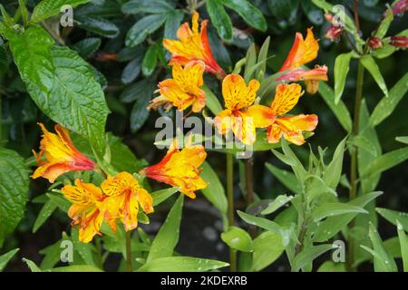 Piante nella foresta amazzonica ecuadoriana fotografate presso la riserva Cuyabeno Ecuador Foto Stock