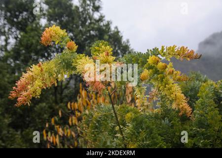 Piante nella foresta amazzonica ecuadoriana fotografate presso la riserva Cuyabeno Ecuador Foto Stock