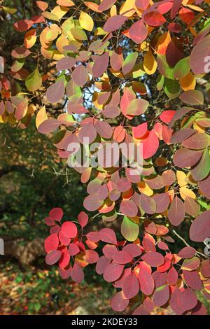 I colori autunnali del Cotinus coggygria, o albero di fumo. Foto Stock
