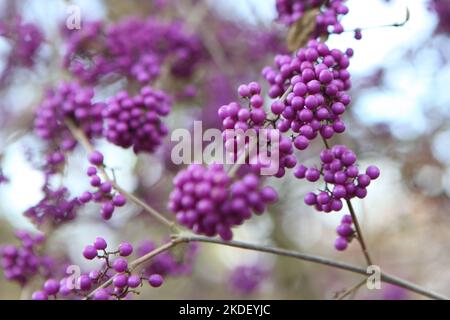 Viola BodinierÕs Beautyberry 'profusion' in mostra. Foto Stock