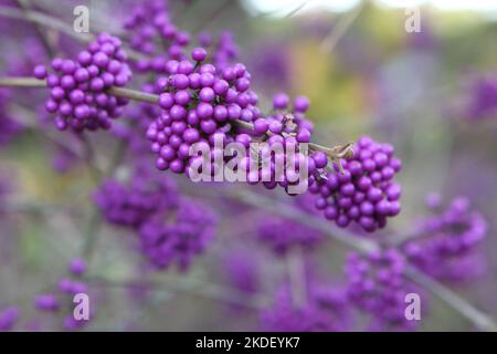 Viola BodinierÕs Beautyberry 'profusion' in mostra. Foto Stock