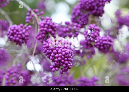 Viola BodinierÕs Beautyberry 'profusion' in mostra. Foto Stock