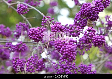 Viola BodinierÕs Beautyberry 'profusion' in mostra. Foto Stock