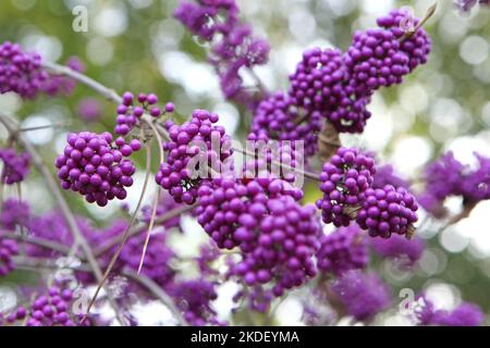 Viola BodinierÕs Beautyberry 'profusion' in mostra. Foto Stock