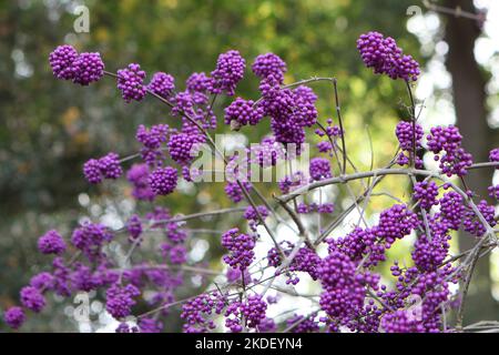 Viola BodinierÕs Beautyberry 'profusion' in mostra. Foto Stock