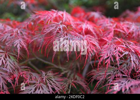 I colori autunnali dell'acero giapponese 'GarnetÕ albero. Foto Stock